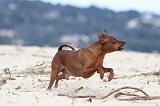 PINSCHER NAIN 009